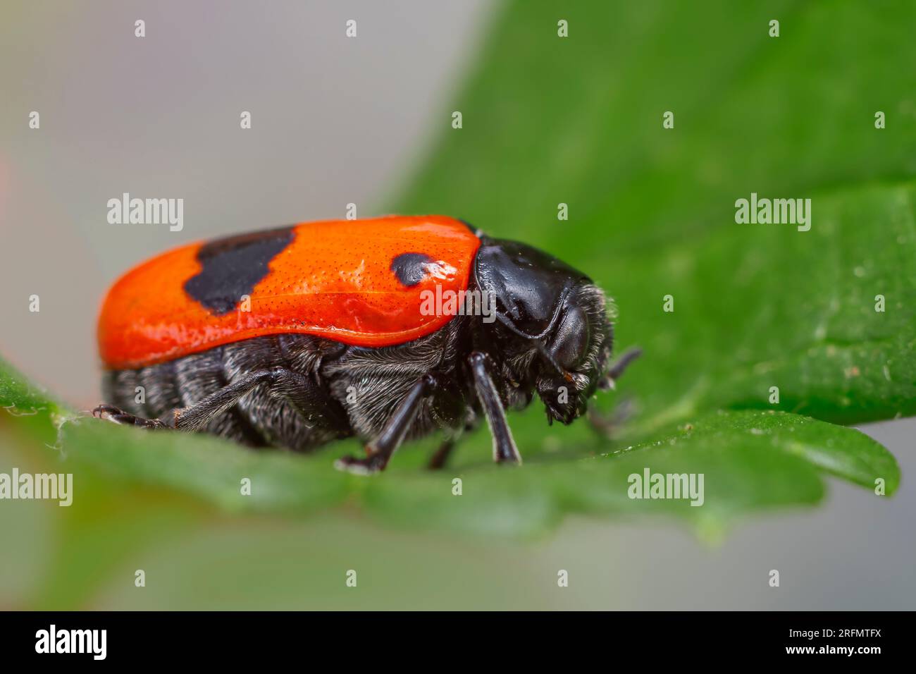 Der rote Ameisensackkäfer sitzt auf einem Blatt und sonnt sich Stockfoto