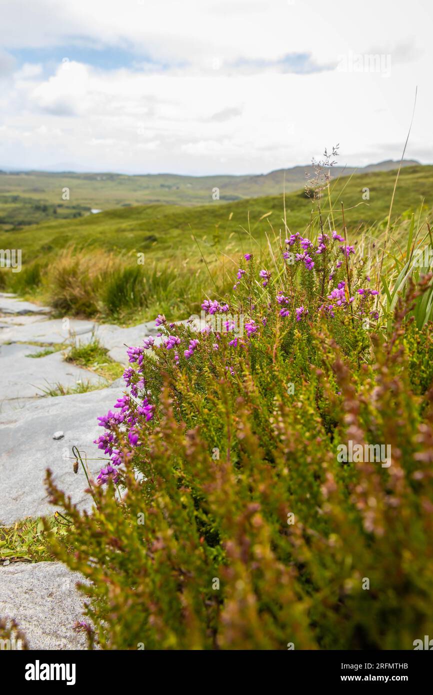 Wunderschöne Blumen blühen im Sommer auf Felsen in Irland Stockfoto