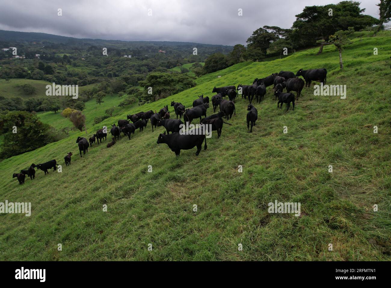 Luftaufnahme einer Kuhscheune auf dem Land Stockfoto