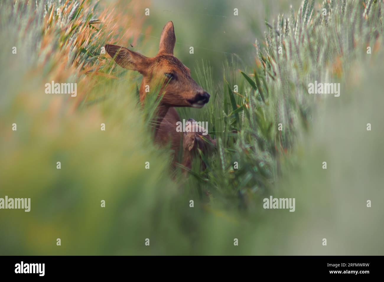 Ein Rothirsch (Capreolus capreolus) steht mit einem Fawn auf einer Spur eines Weizenfeldes Stockfoto