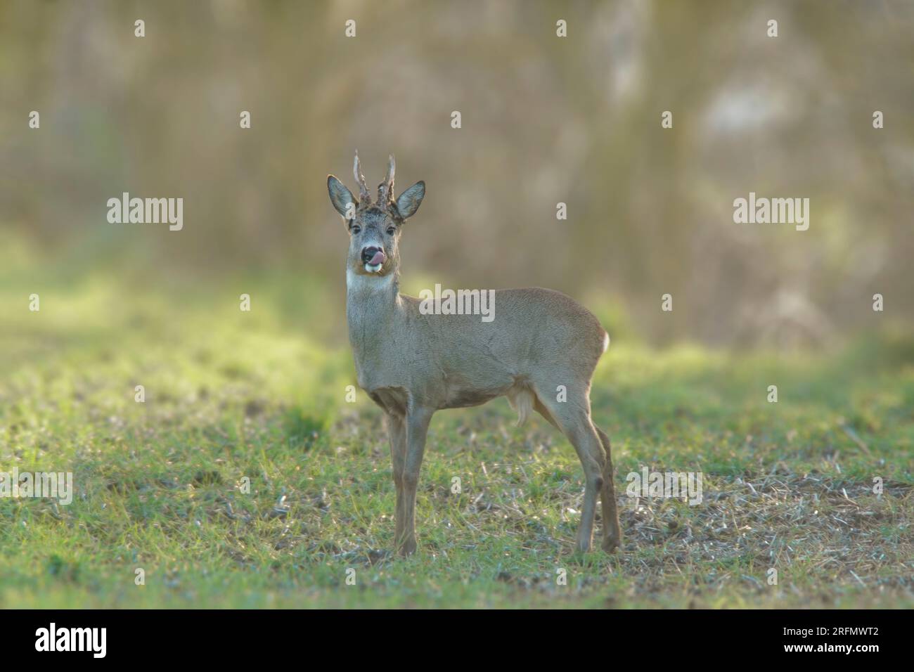 Auf einer grünen Wiese steht ein Hirschbuck (Capreolus capreolus) und isst Stockfoto