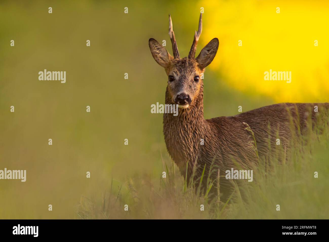 Auf einer grünen Wiese steht ein Hirschbuck (Capreolus capreolus) und isst Stockfoto