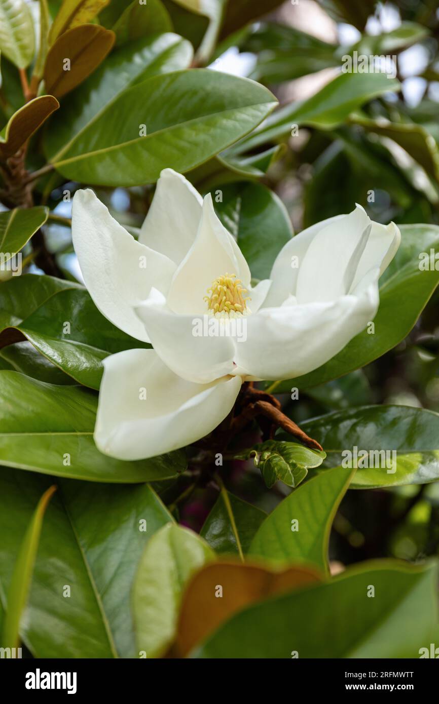 Nahaufnahme einer wunderschönen großen weißen Magnolia Grandiflora, die in einem englischen Garten in England blüht Stockfoto