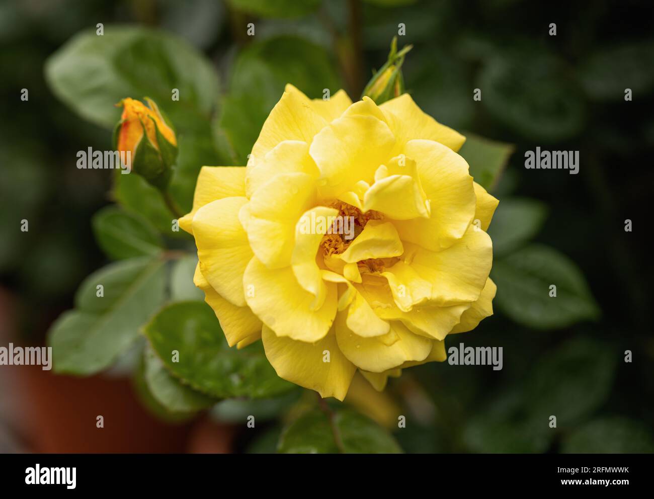 Nahaufnahme einer wunderschönen gelben Rose namens Golden Bouquet aka Rosa Arthur Bell, die in einem englischen Garten blüht Stockfoto