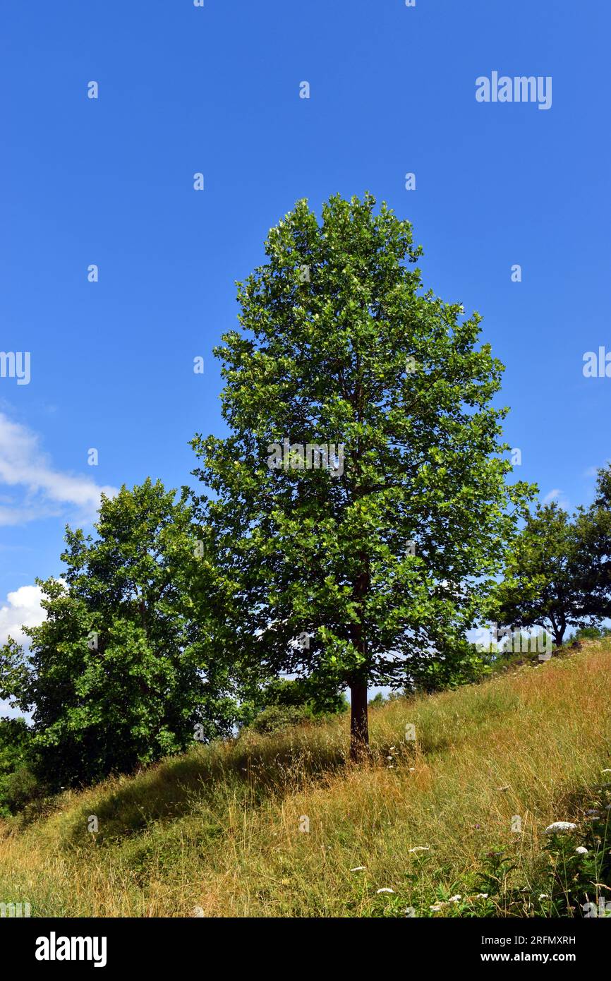 Ein Exemplar des amerikanischen Tulpenbaums (Liriodendron tulipifera), der in einem Park gezüchtet wird Stockfoto