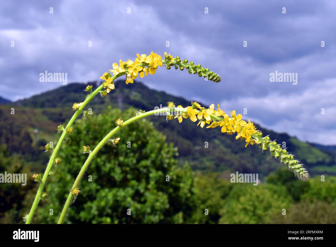 Gemeine Agromonie (Agrimonia eupatoria) in Blüte mit bewölktem Himmel. Stockfoto