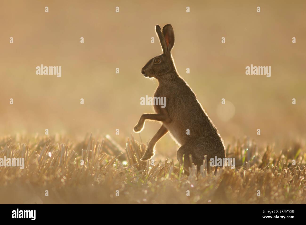 Ein europäischer Hase (Lepus europaeus) steht auf einem geernteten Stoppelfeld im Morgenlicht Stockfoto