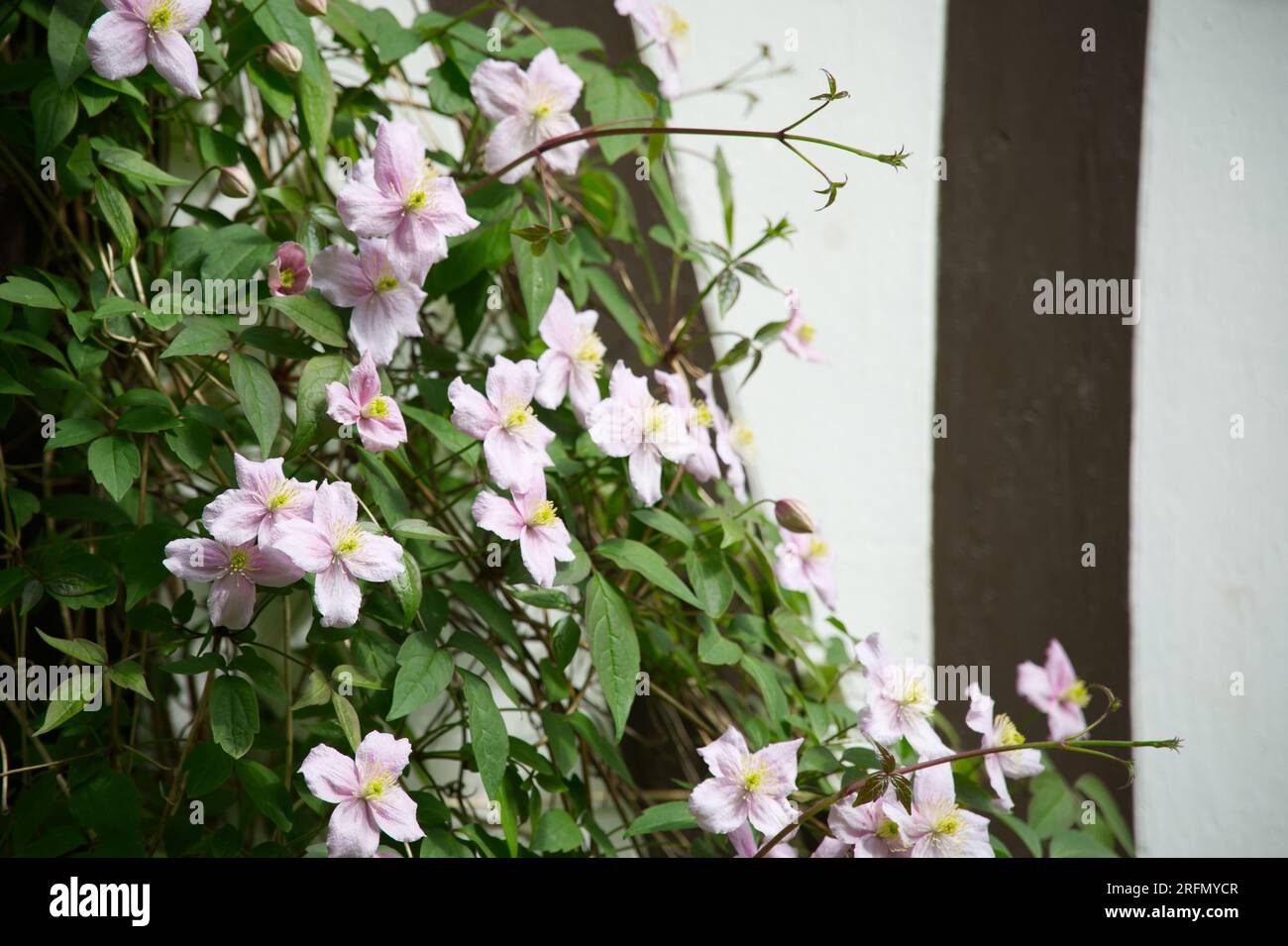 Rosa Frühlingsblumen von Clematis montana Kiel, Deutschland Mai Stockfoto