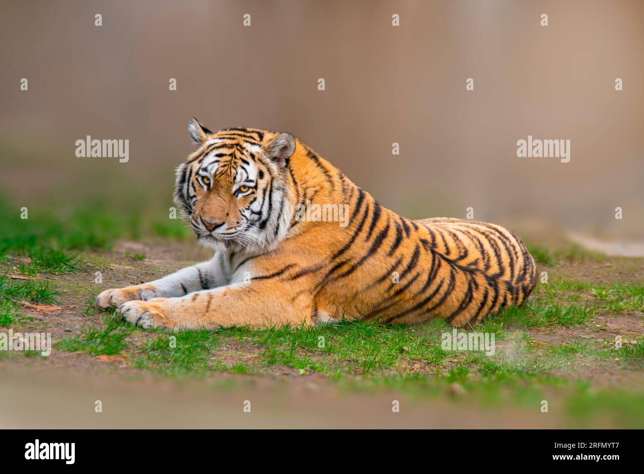 Ein großer gestreifter Tiger (Panthera tigris) liegt entspannt und genießt die Sonne Stockfoto
