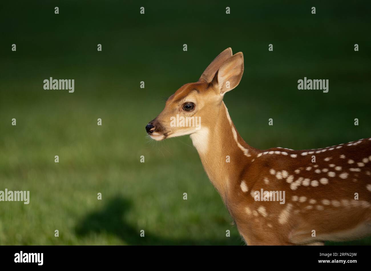 Weißwedelhirsche werden im Sommer in hellem Sonnenlicht genährt. Stockfoto