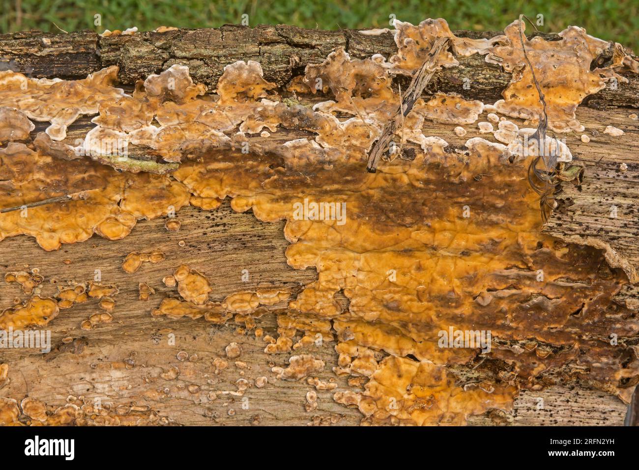 Pilzwachstum auf altem verrottendem Holz Pilzwachstum auf altem verrottendem Holz Stockfoto