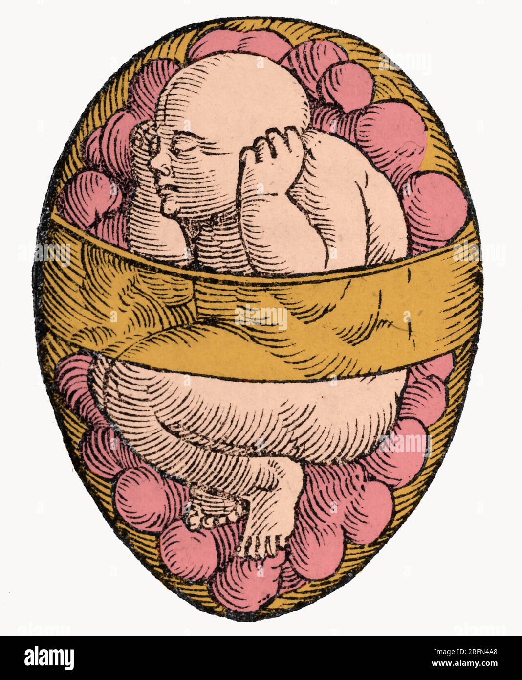 Fetus in utero von Jacob Rueff's De Conceptu et Generatione Hominis, circa 1580. Gefärbt. Stockfoto
