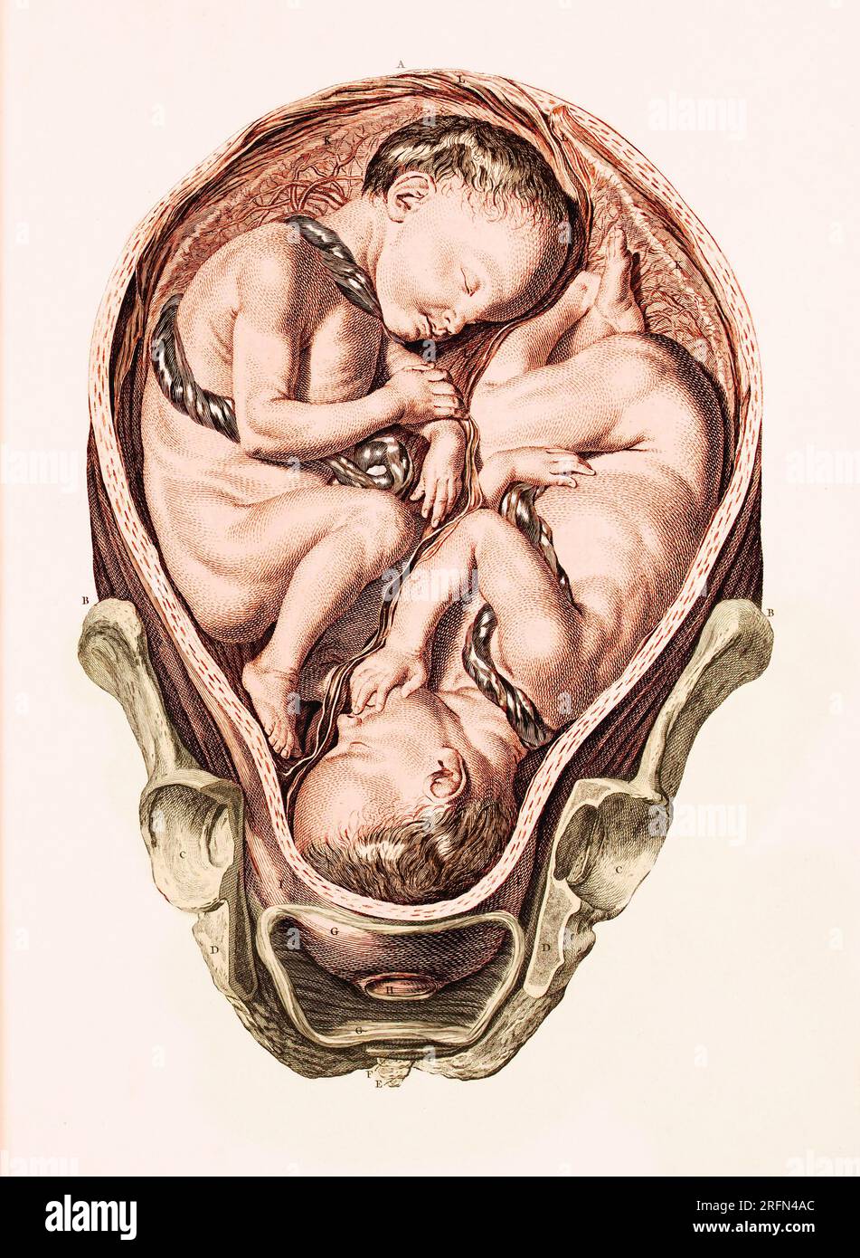 Zwillinge embryo -Fotos und -Bildmaterial in hoher Auflsung  Alamy