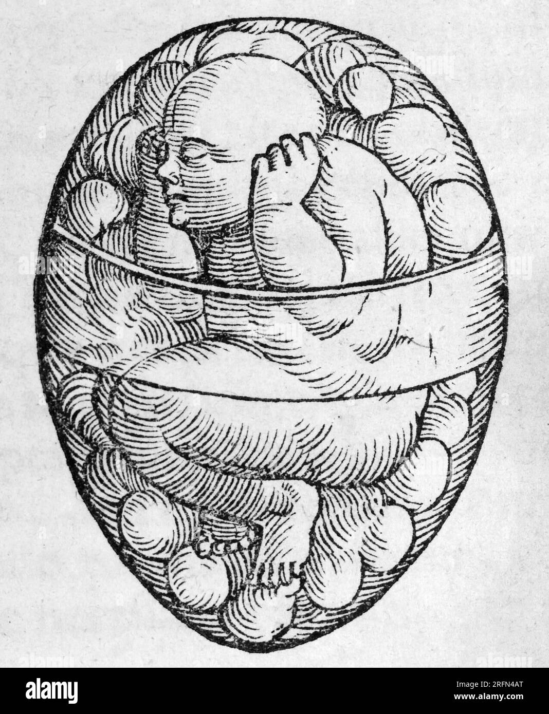 Fetus in utero von Jacob Rueff's De Conceptu et Generatione Hominis, circa 1580. Stockfoto