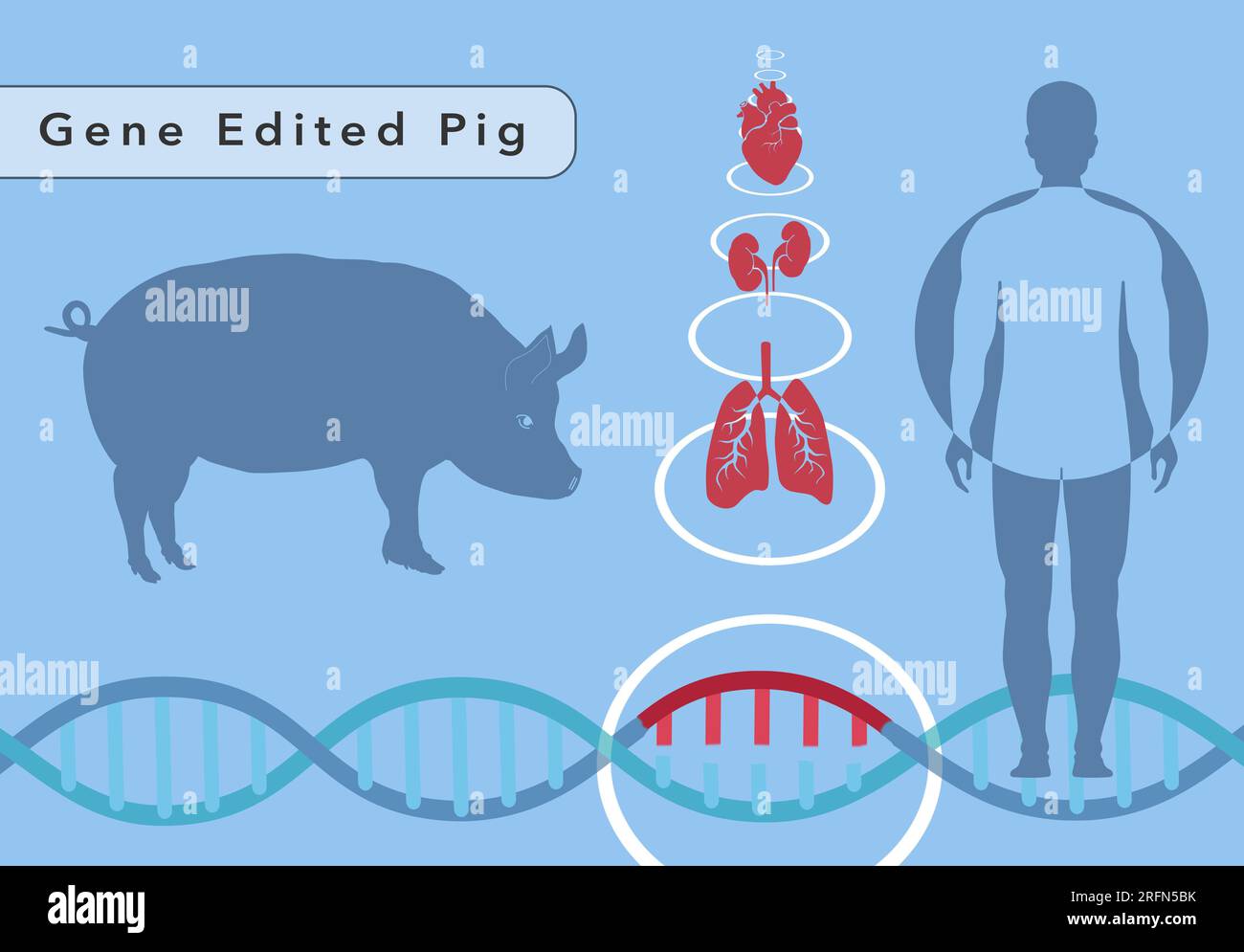Eine Illustration eines Schweines, das mit dem Genbearbeitungstool CRISPR bearbeitet wurde, um Organe für den Menschen zu züchten. Organe umfassen Herz, Lunge und Nieren. Stockfoto