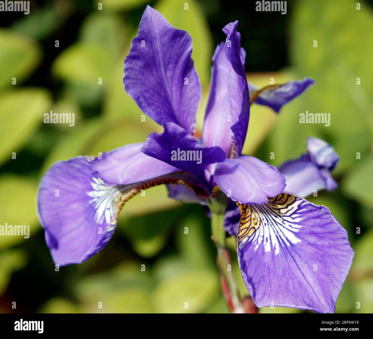 Flagge Iris in voller Blüte Stockfoto