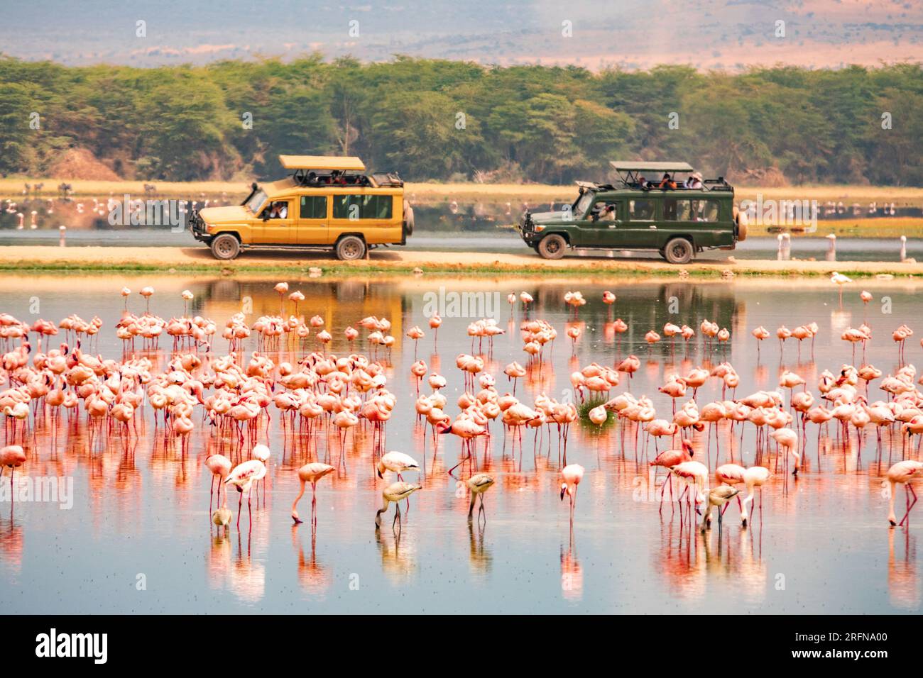 Eine Schar kleinerer Flamingos, die im Enkongo Narok Sumpf inmitten von Safarifahrzeugen im Amboseli-Nationalpark in Kenia forschen Stockfoto