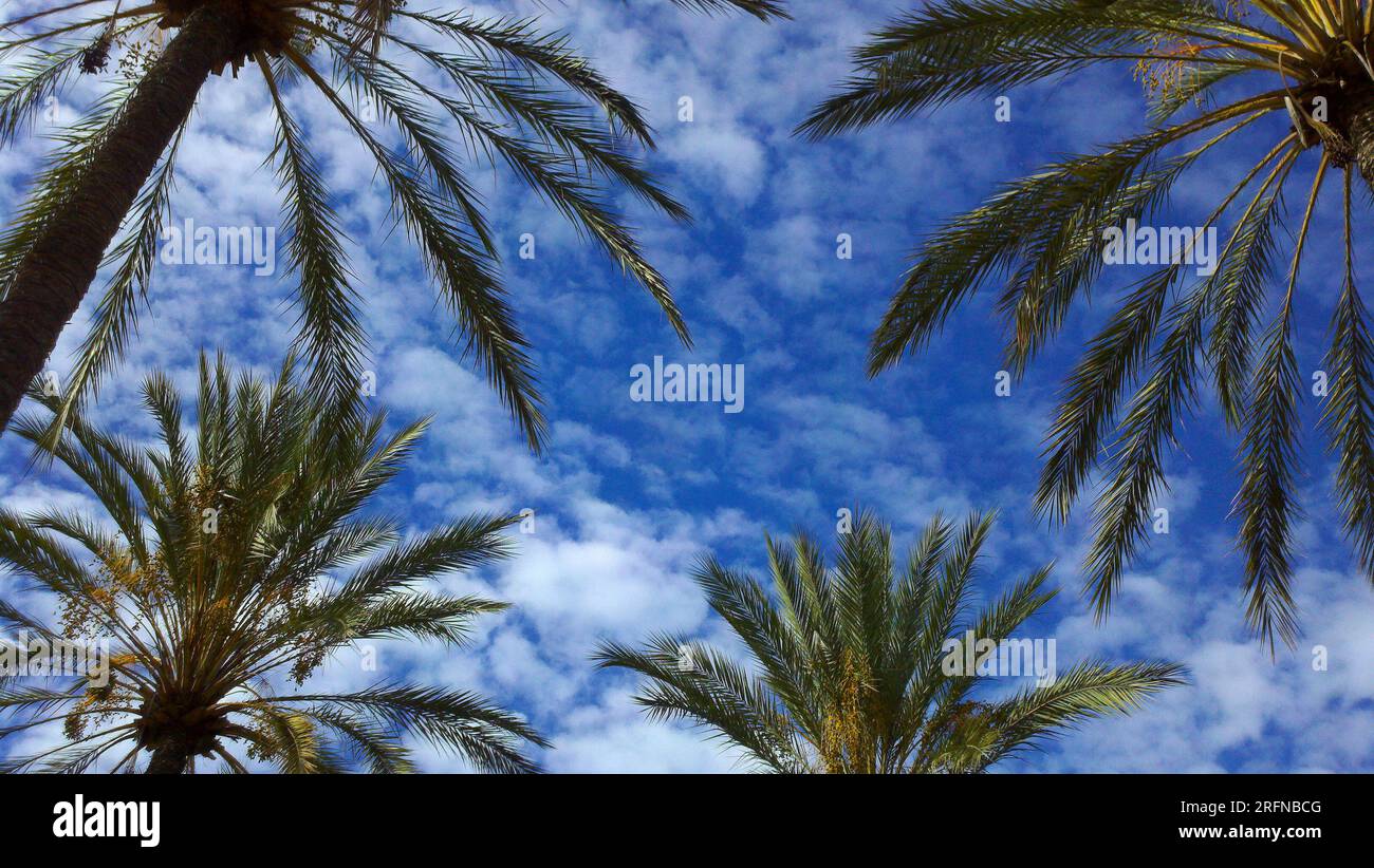 Ein Blick nach oben auf den blauen Himmel und die Wolken durch Palmen. Stockfoto