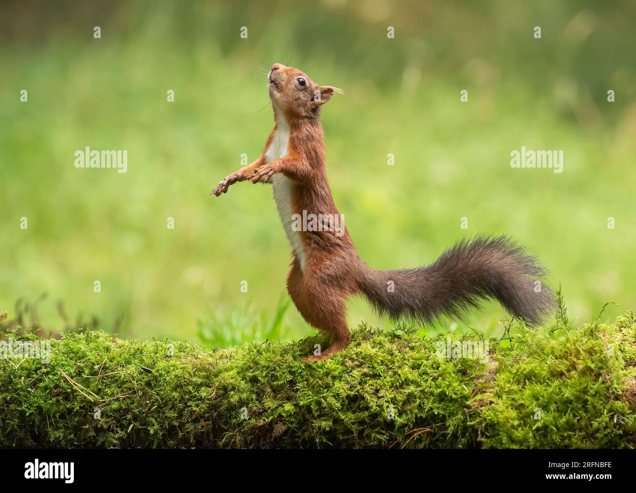 Ein einzigartiger Schuss eines Roten Eichhörnchens (Sciuris vulgaris), das mit ausgestreckten Pfoten aufrecht steht. Tanzen auf dem Moos, um in den Baum zu springen. Yorkshire, Großbritannien Stockfoto