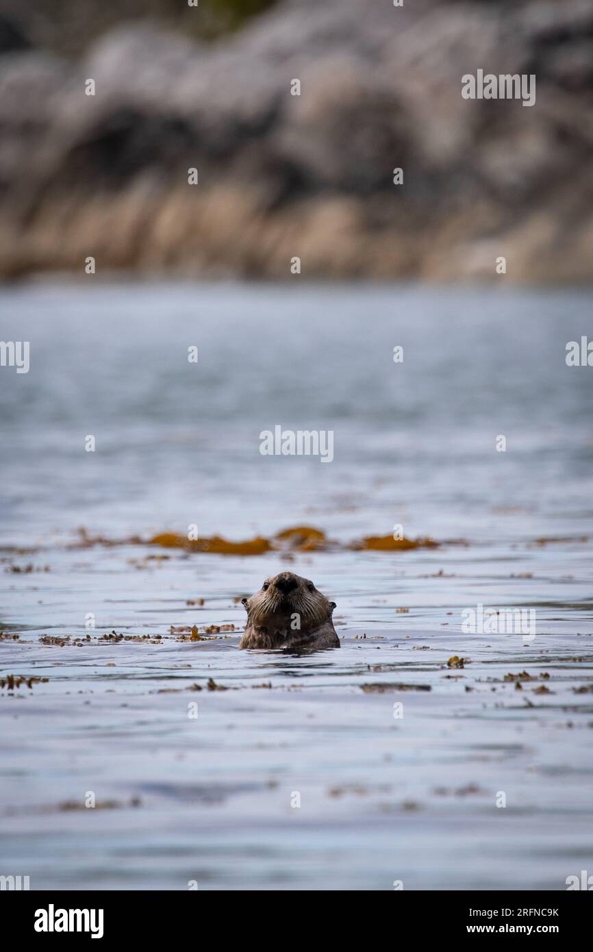 Ein nordamerikanischer Flussotter, der im Ozean zwischen Seetang schwimmt und seine Umgebung betrachtet. In Der Nähe Von Stryker Island, British Columbia, Kanada Stockfoto