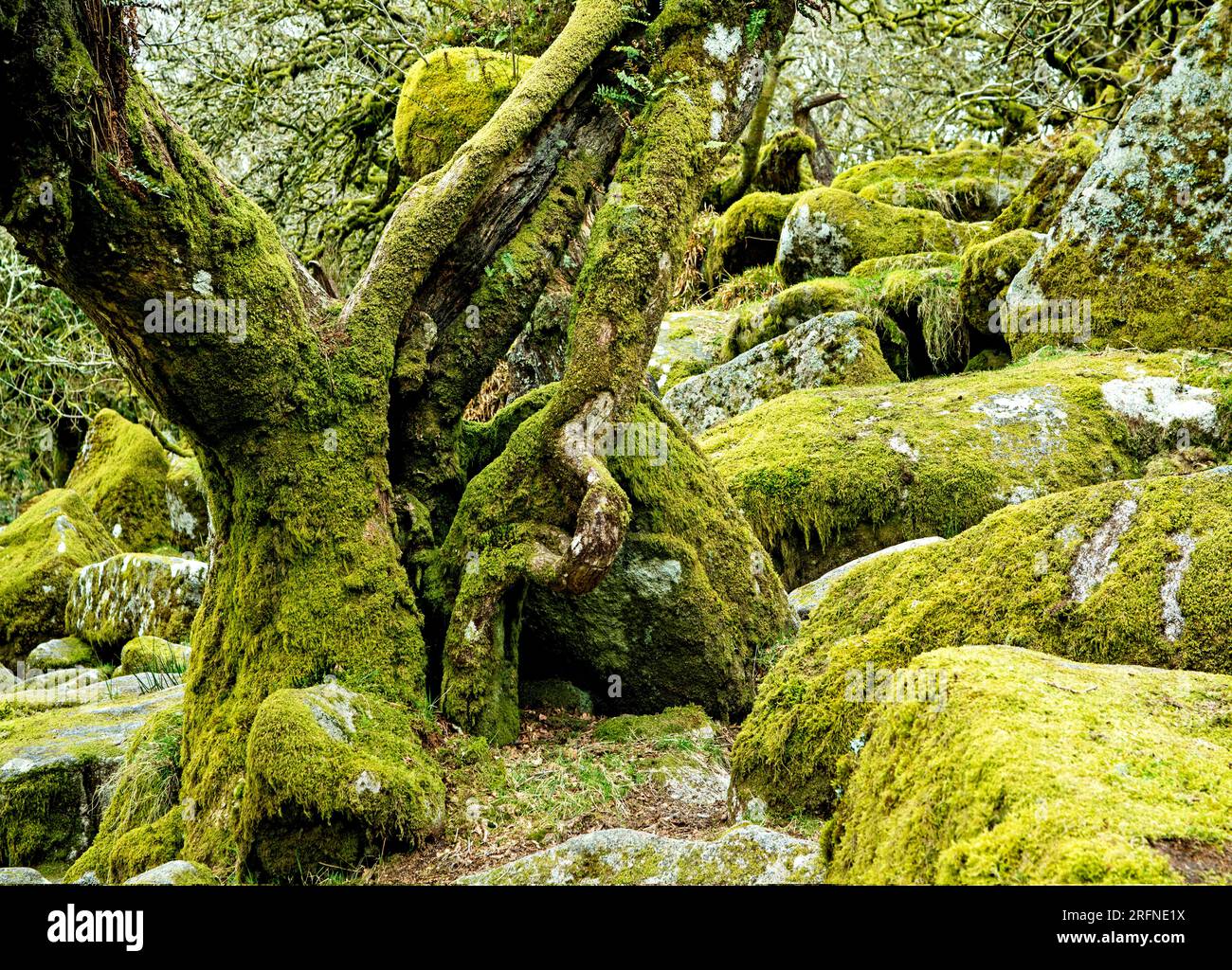 Wistmans Wood voller verkrüppelter Eichen in einer ziemlich hohen Höhe auf Dartmoor, Devon Stockfoto
