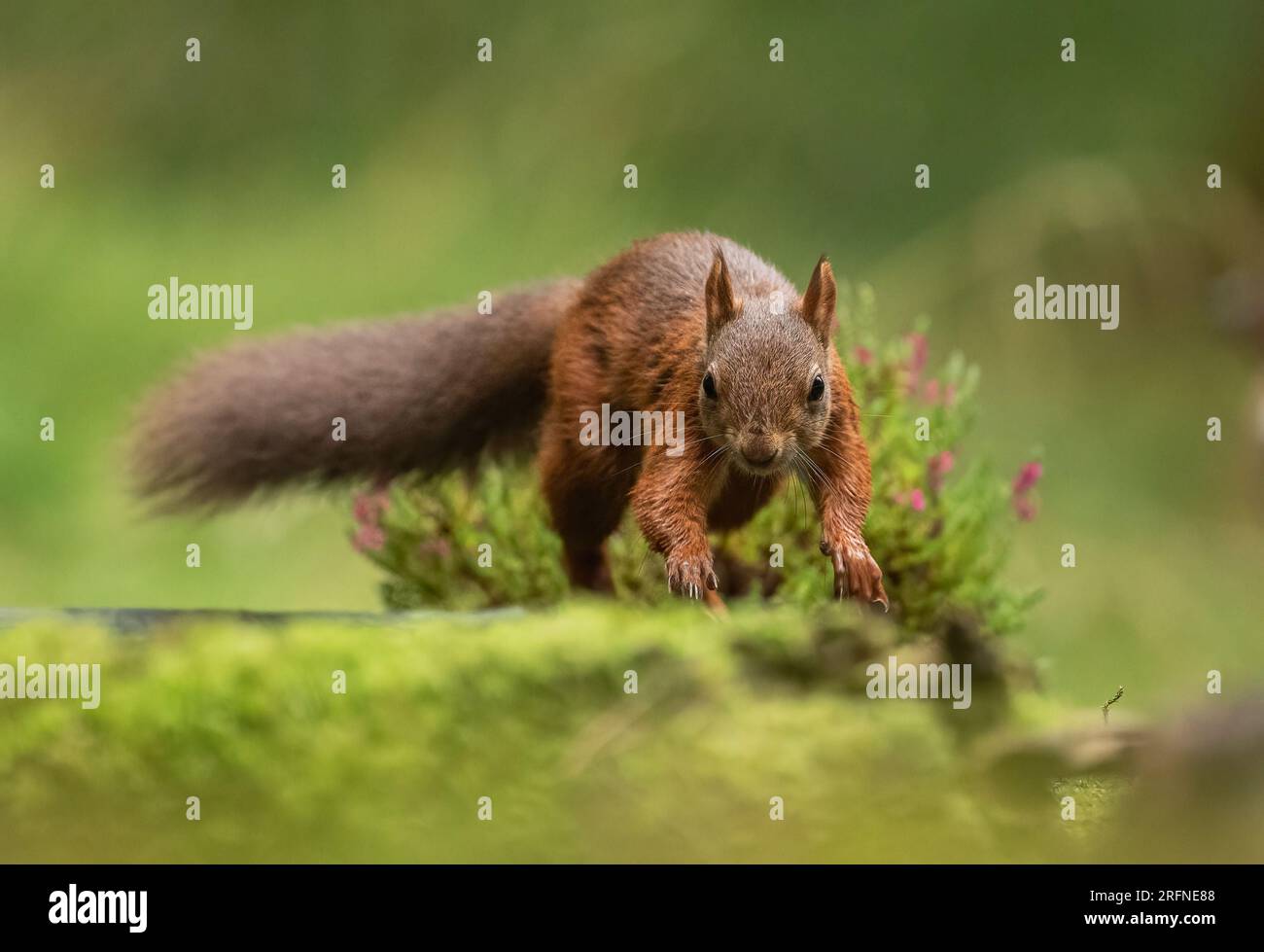 Nahaufnahme eines seltenen roten Eichhörnchens ( Sciurus vulgaris) auf klarem grünen Hintergrund. An einer Bank mit Moos und Heidekraut entlang. Yorkshire, Großbritannien. Stockfoto