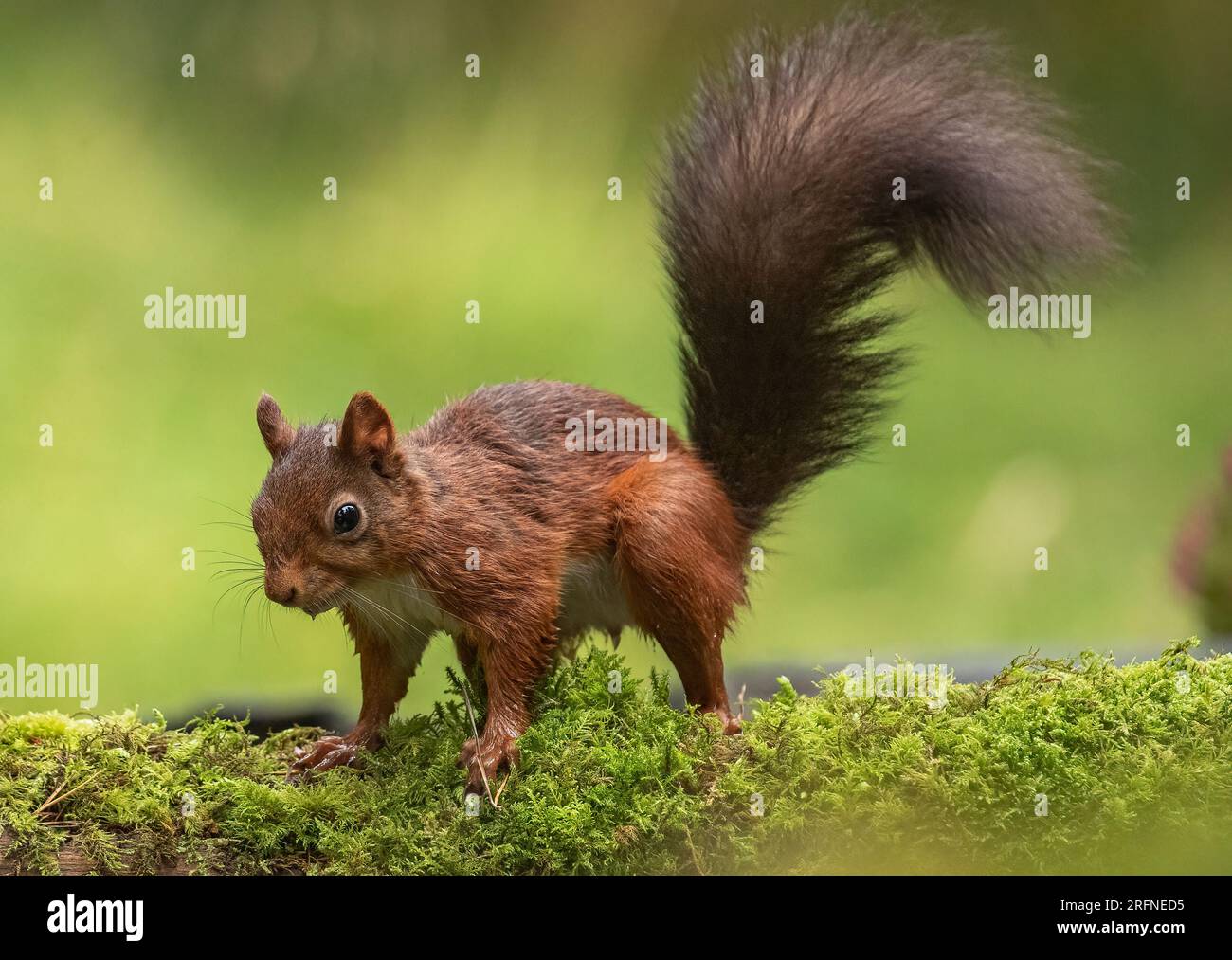 Ein klassischer Schuss eines Roten Eichhörnchens (Sciuris vulgaris) auf allen Vieren mit seinem buschigen Schwanz. Nasse Füße von Take a Drink .Yorkshire, UK Stockfoto