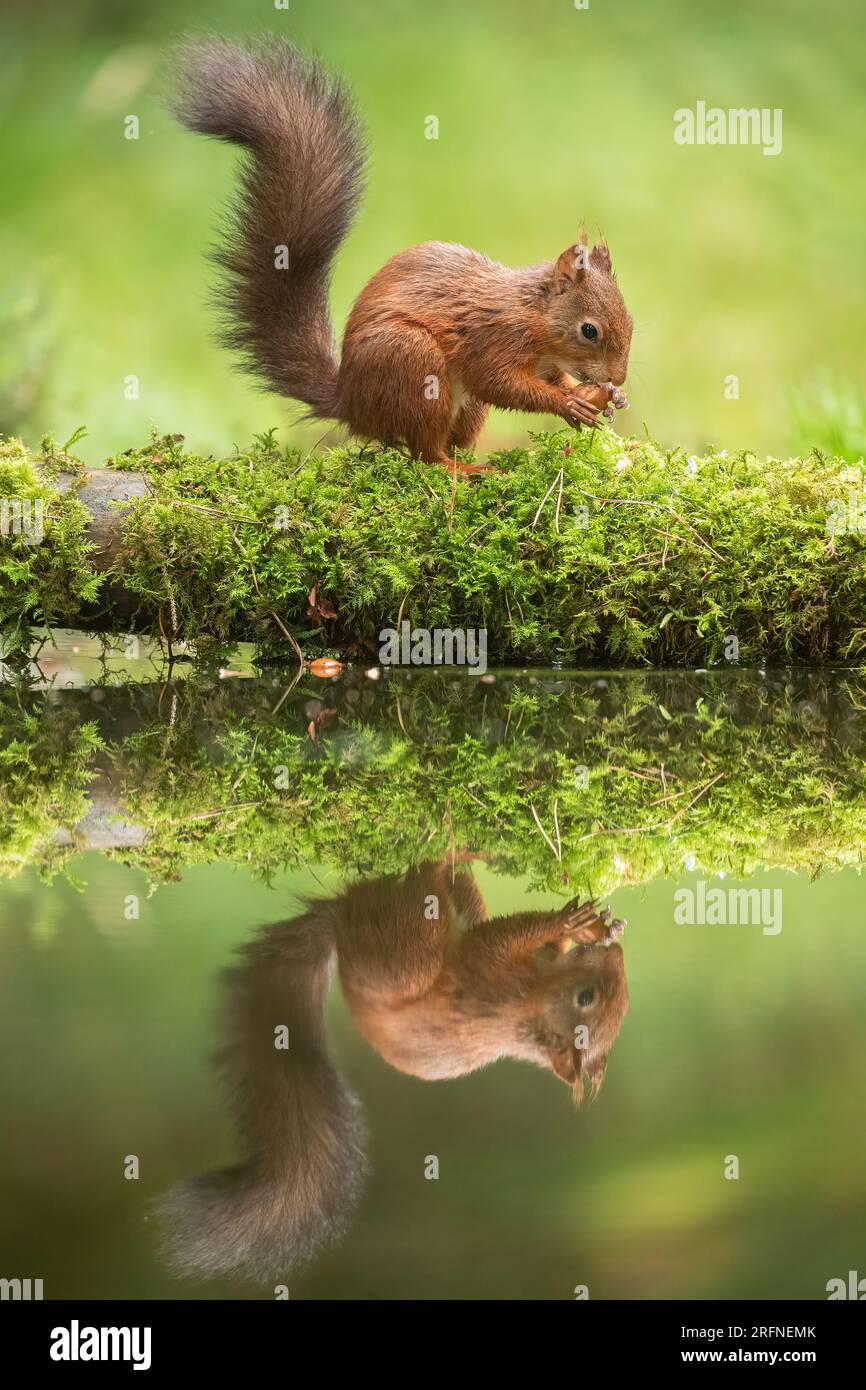 Eine klassische Aufnahme eines roten Eichhörnchens (Sciuris vulgaris) mit seinem buschigen Schwanz. Ein perfektes Spiegelbild im Wasser darunter. Yorkshire, Großbritannien Stockfoto