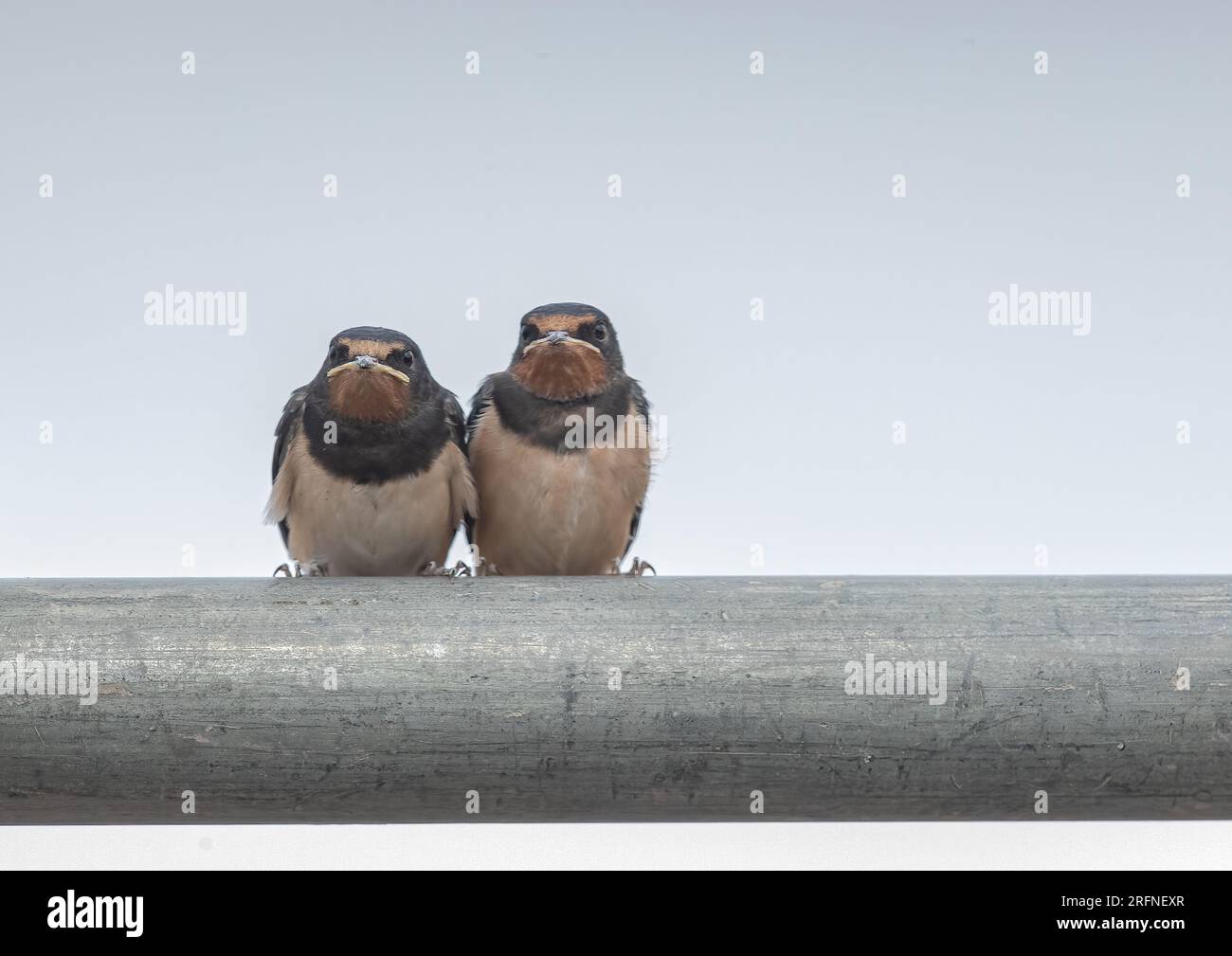 Ein Paar junge Schwalben (Hirundo rustica), frisch gebackene. Sieht ein bisschen mürrisch aus. Sie warten darauf, auf einer Stange gefüttert zu werden. Suffolk, Vereinigtes Königreich Stockfoto