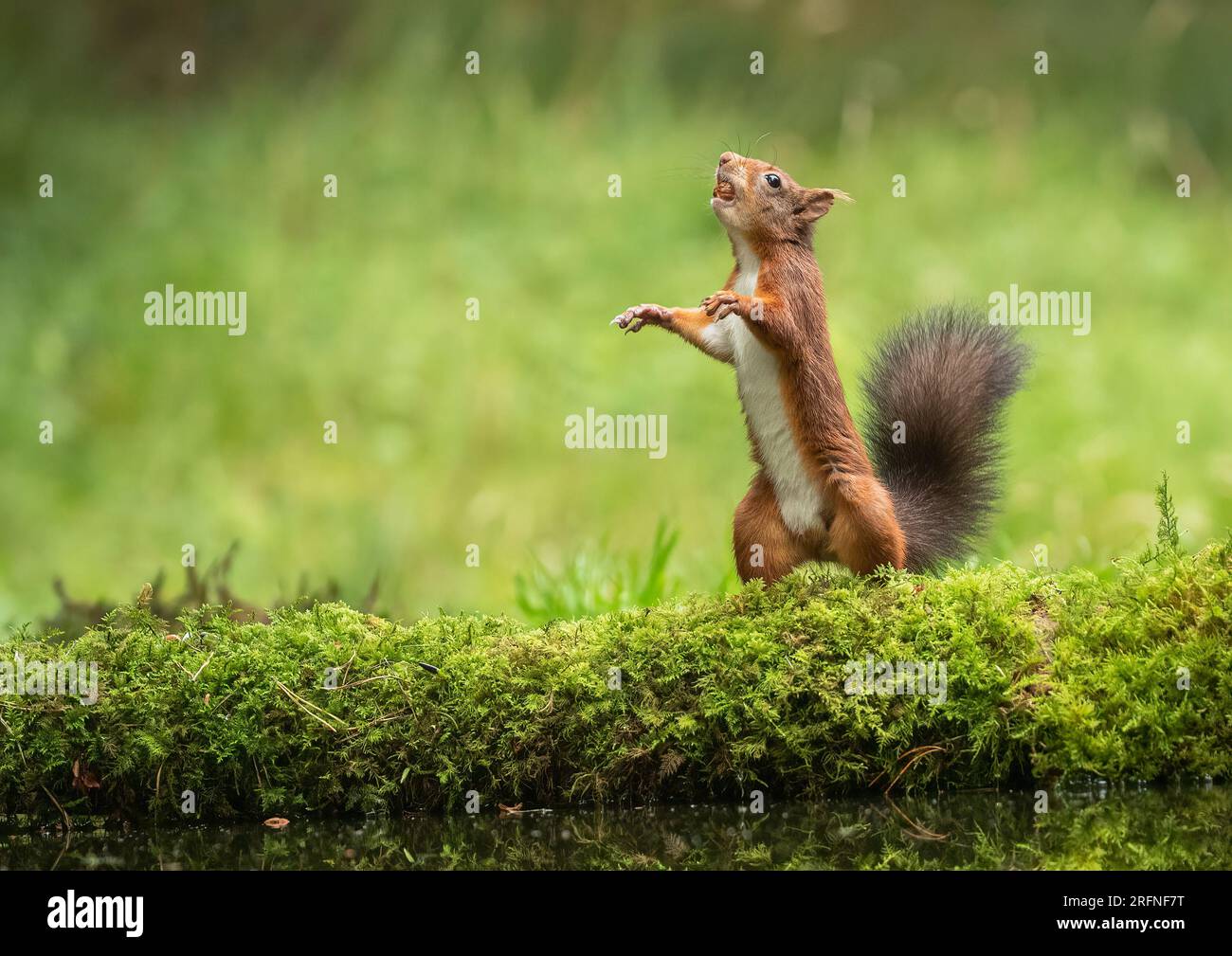 Ein einzigartiger Schuss eines Roten Eichhörnchens (Sciuris vulgaris), das mit ausgestreckten Pfoten aufrecht steht. Tanzen auf dem Moos, um in den Baum zu springen. Yorkshire, Großbritannien Stockfoto