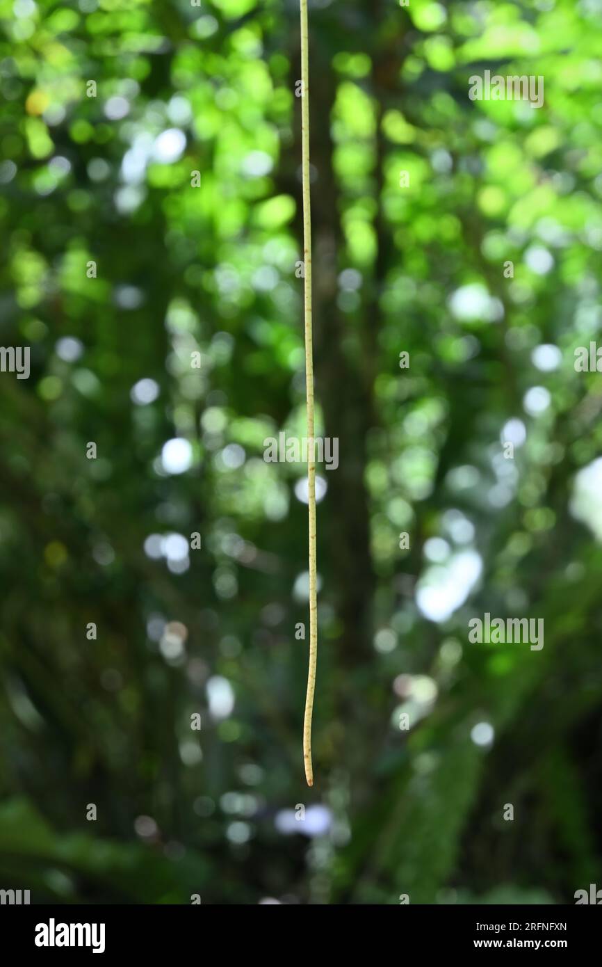 In der Luft hängt eine dünne Luftwurzel eines Tinospora Cordifolia-Reins (Herz-Blätter-Mondsaat). Dies ist ein Faden wie eine weiche Wurzel, die sich entwickelt Stockfoto