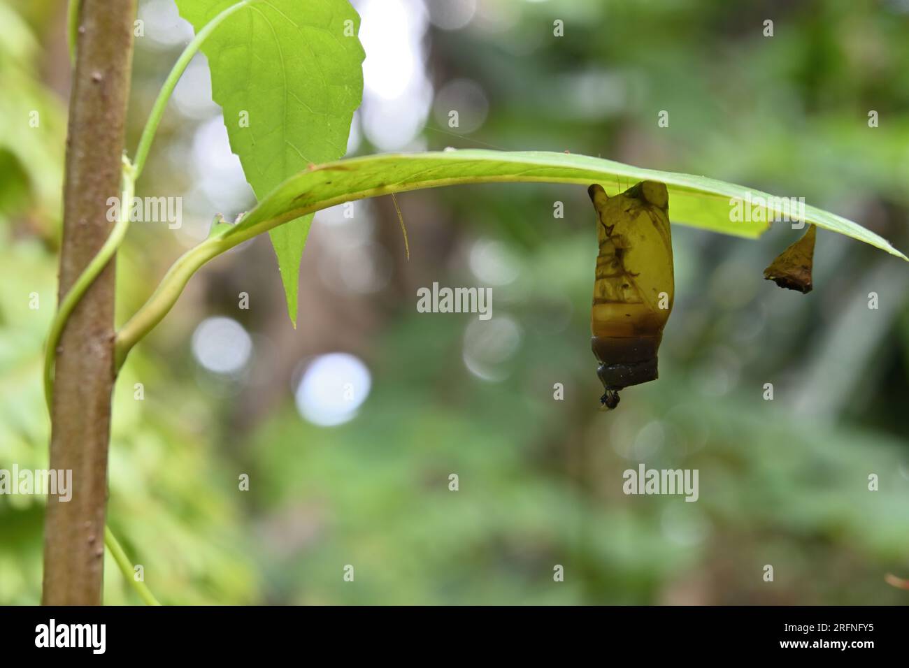 Ein toter, verwöhnter Green Jay Butterfly's Chrysalis, der unter einem Blatt hängt. Eine kleine Fliege unter der Chrysalis. Stockfoto