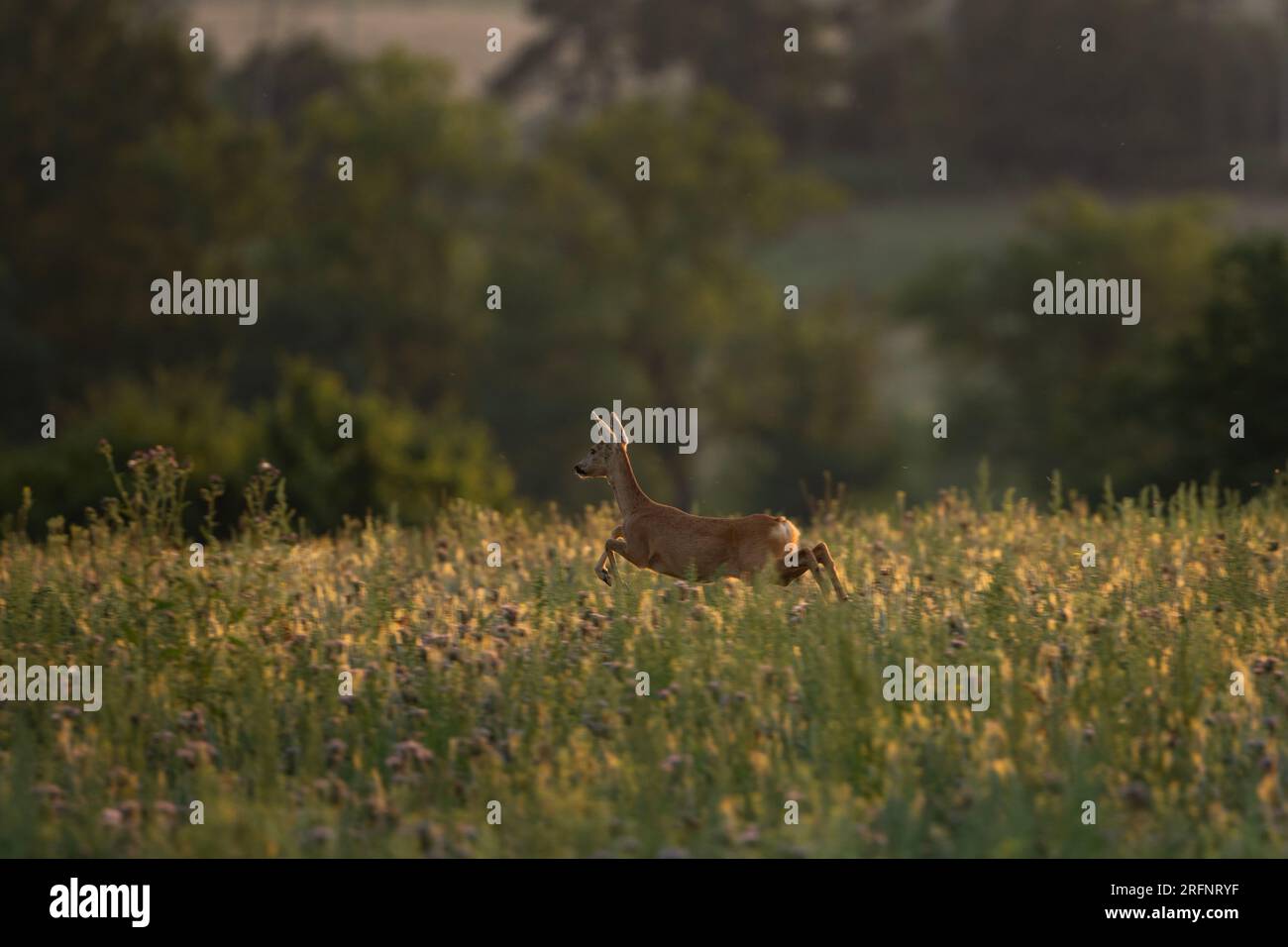 Rotwild auf der Sommerwiese. Rehe während der Wollsaison. Europäische Wildtiere. Stockfoto