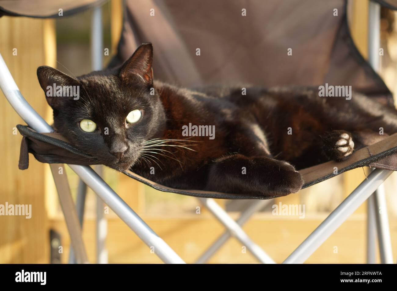 Schwarze Katze ruht auf einem Rasensessel und starrt direkt in die Kamera in Converse, Texas. Stockfoto