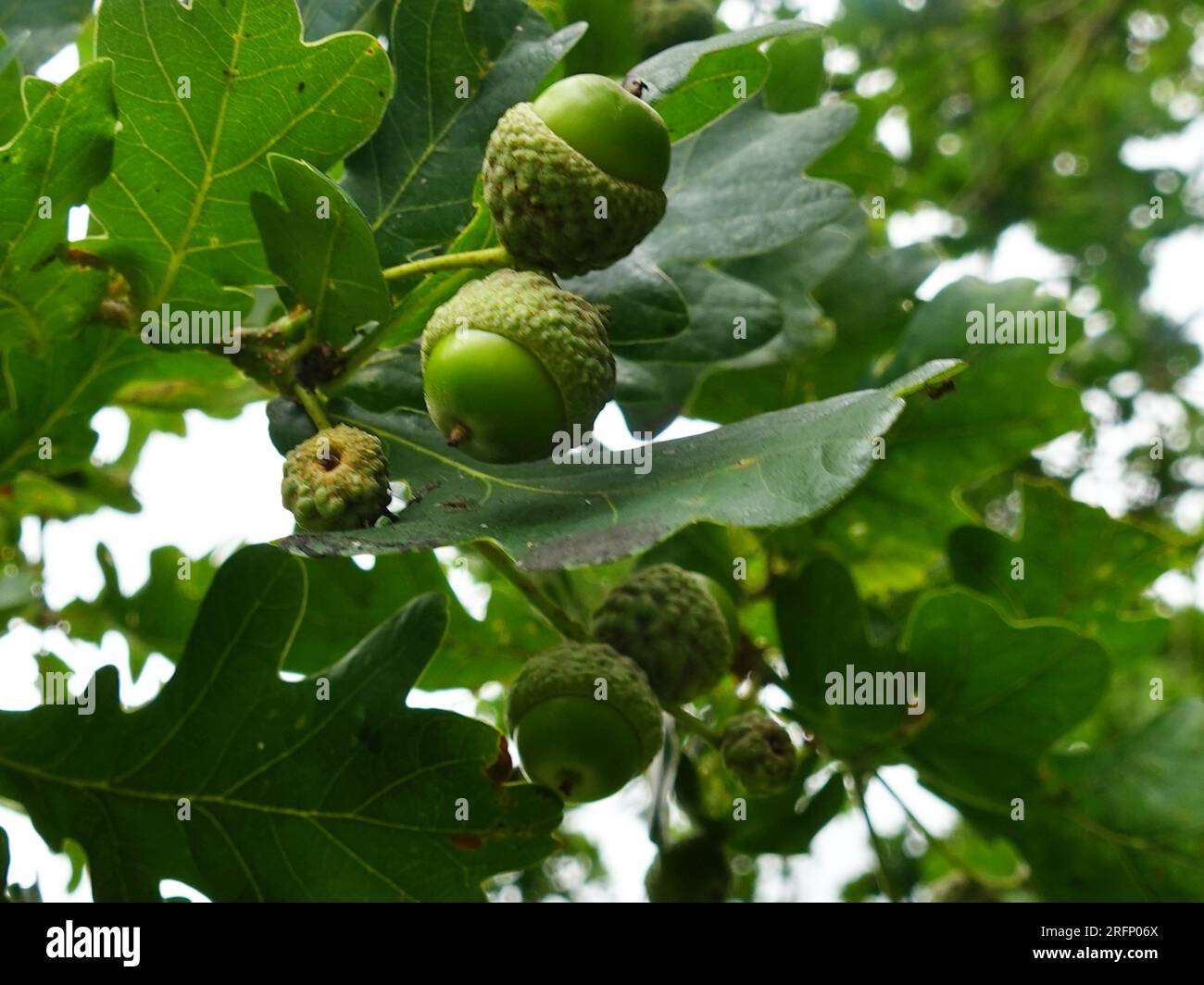 Grüne Acorns auf einem Baum im August Stockfoto