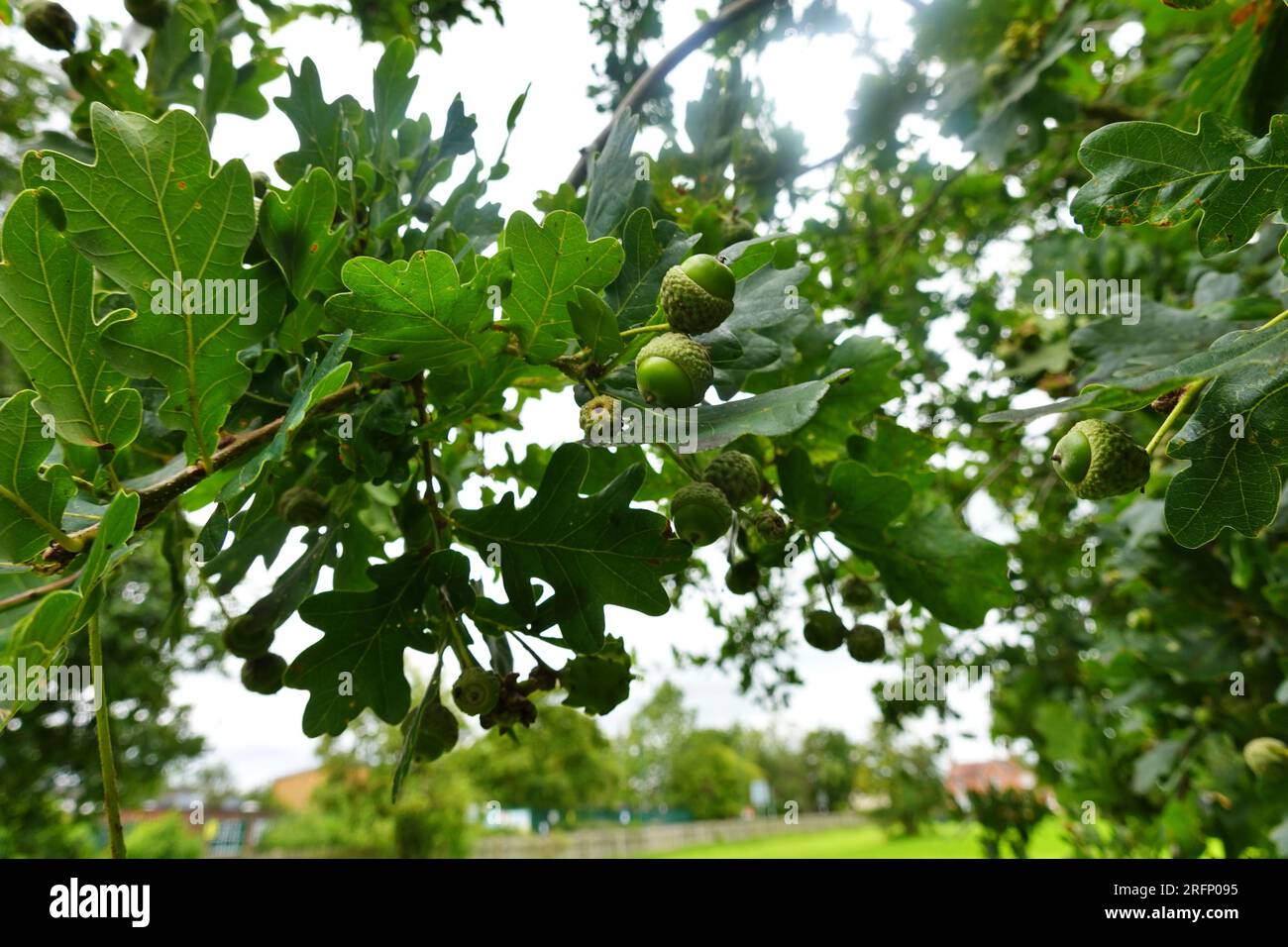 Unreife, grüne Acorns auf einem Eichenbaum im August Stockfoto