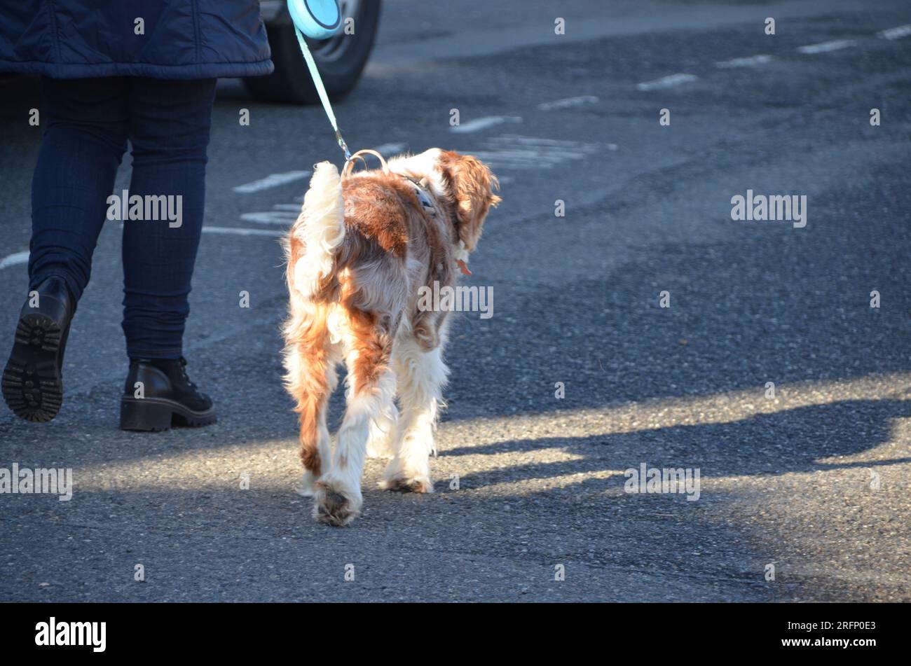 Lady führt ihren Hund auf einer Spur Stockfoto