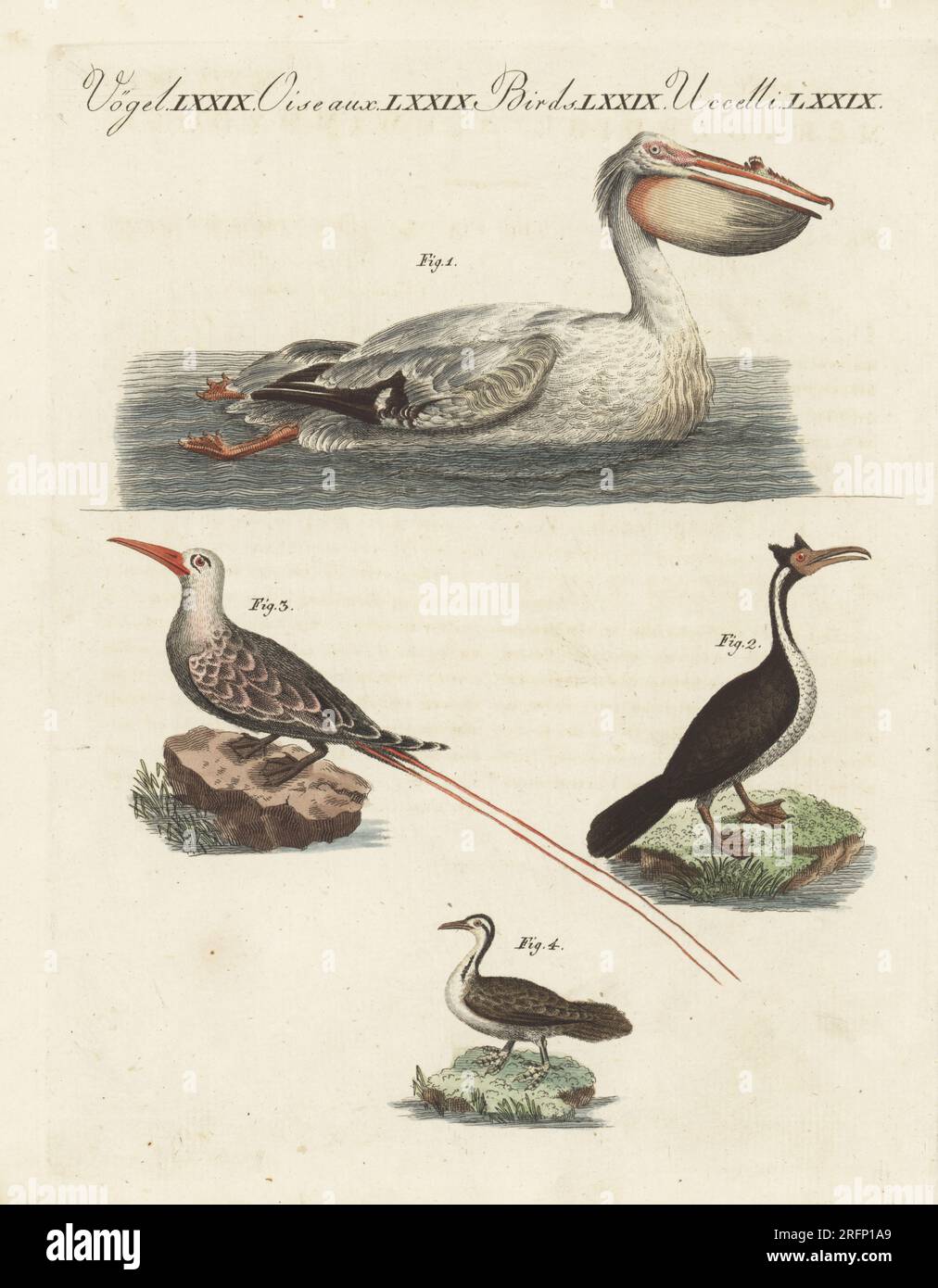 Amerikanischer weißer Pelikan, Pelecanus erythrorhynchos 1, Kormorant, Phalacrocorax carbo 2, Rotschwanztrophie, Phaethon rubricauda 3 und Sonnenbade, Heliornis fulica 4. Handfarbene Kupferplattengravierung aus Bilderbuch fur Kinder (Bilderbuch für Kinder) von Carl Bertuch, Weimar, 1810. Eine Enzyklopädie mit 12 Bänden für Kinder, illustriert mit fast 1.200 gravierten Platten über Naturgeschichte, Wissenschaft, Kostüm, Mythologie usw., Veröffentlicht von 1790-1830. Stockfoto