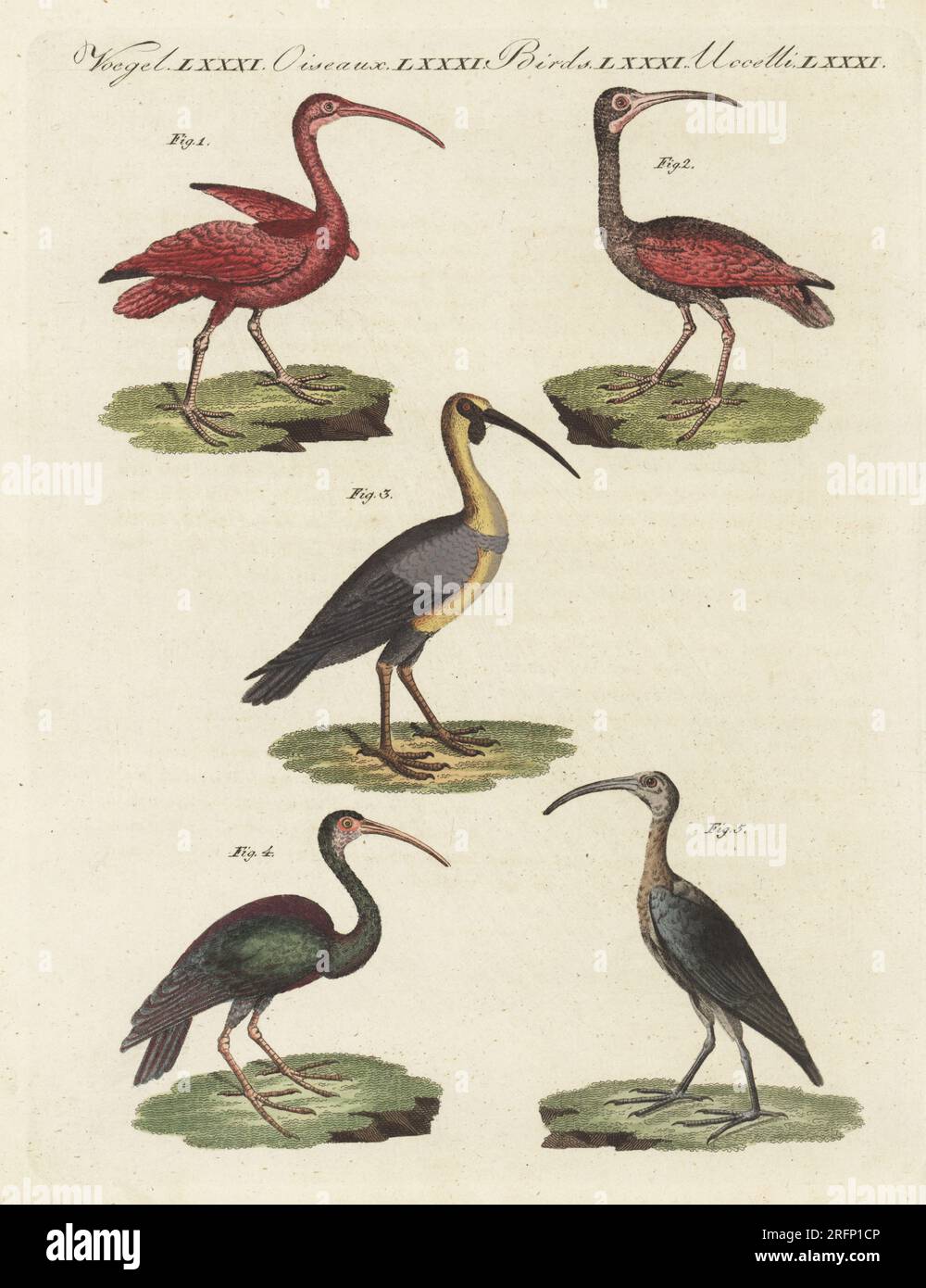 Scarlet ibis, Eudocimus ruber 1,2, Schwarzkopf Ibis, Theristicus melanopis 3, Cayenne ibis oder Green ibis, Mesembrinibis cayennensis 4 und Glossy ibis, Plegadis falcinellus 5. Handfarbene Kupferplattengravierung aus Bilderbuch fur Kinder (Bilderbuch für Kinder) von Carl Bertuch, Weimar, 1810. Eine Enzyklopädie mit 12 Bänden für Kinder, illustriert mit fast 1.200 gravierten Platten über Naturgeschichte, Wissenschaft, Kostüm, Mythologie usw., Veröffentlicht von 1790-1830. Stockfoto