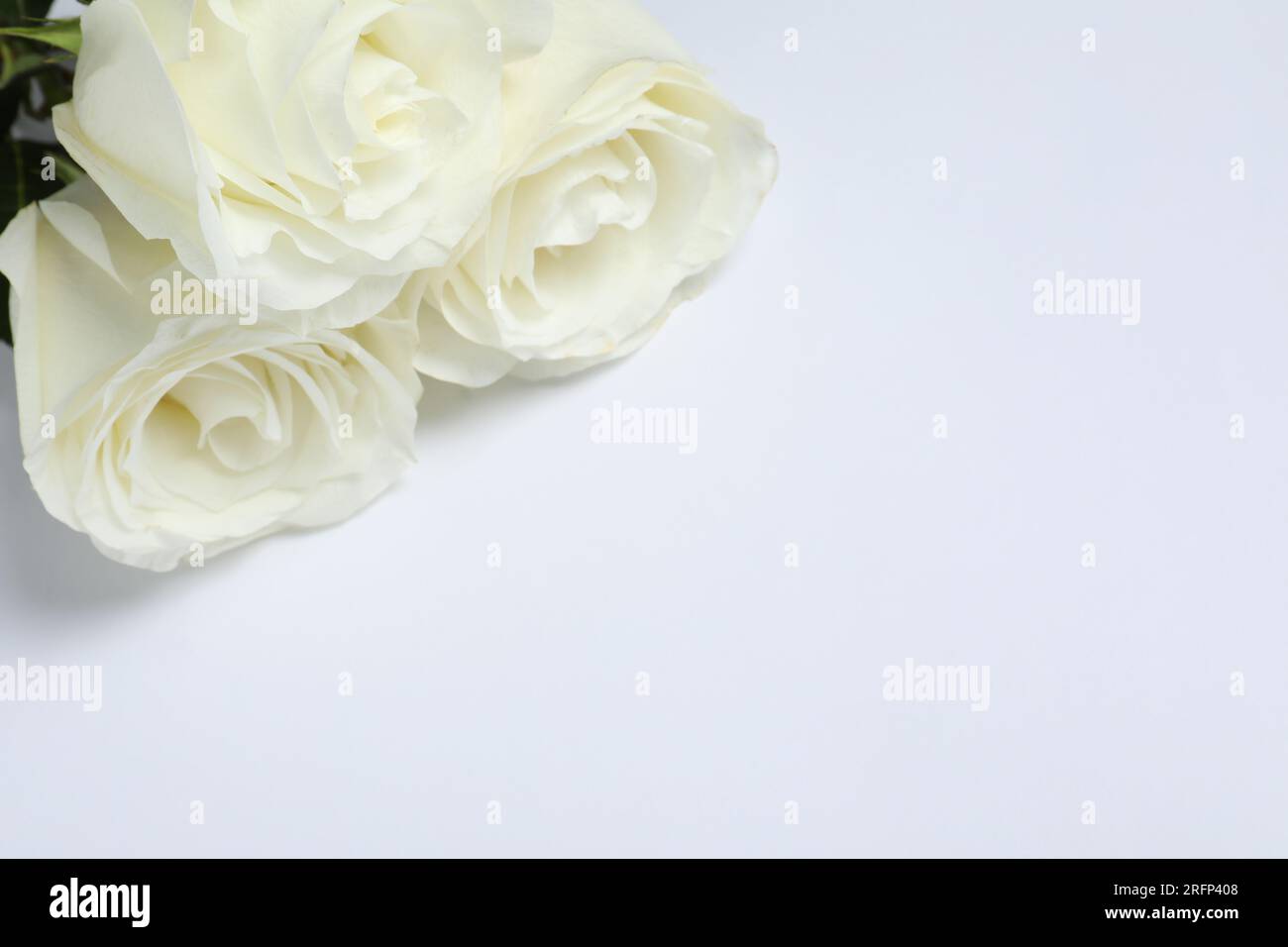 Schöne Rosen auf weißem Hintergrund, Nahaufnahme mit Platz für Text. Begräbnissymbole Stockfoto