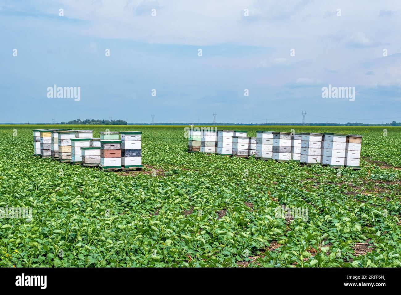 Bienenkisten umgeben von Raps-Feldern im ländlichen Manitoba Kanada. Bienen sind für die Raps-Industrie wichtig, da die Bauern auf Bienen angewiesen sind, um zu bestäuben Stockfoto