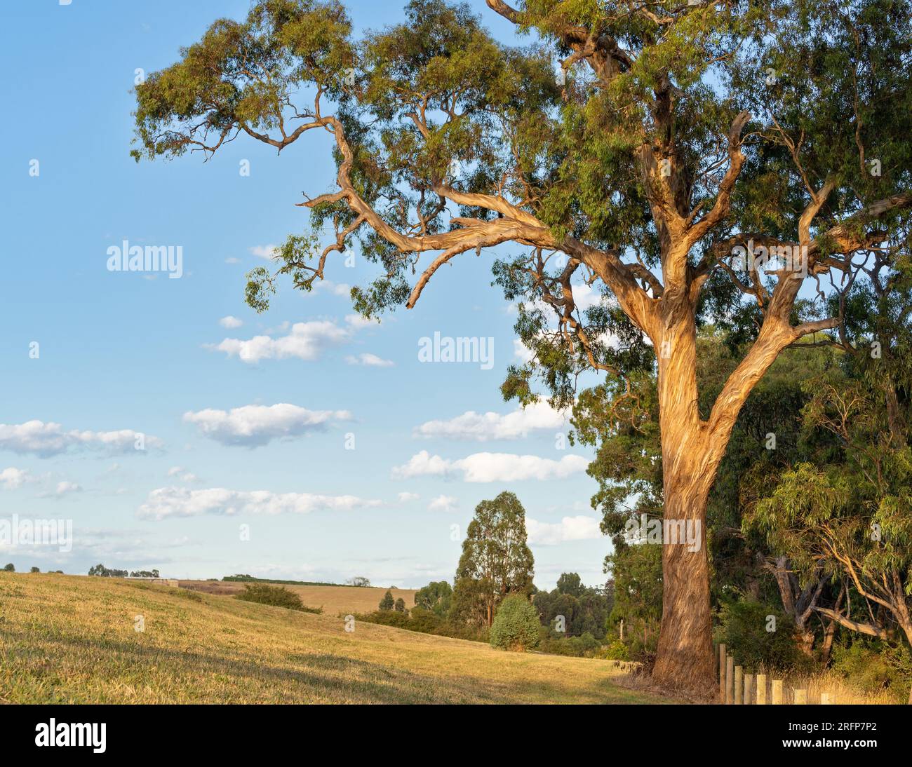 Wunderschöner Eukalyptusbaum mit verdrehter Rinde, erleuchtet von der Morgensonne Stockfoto