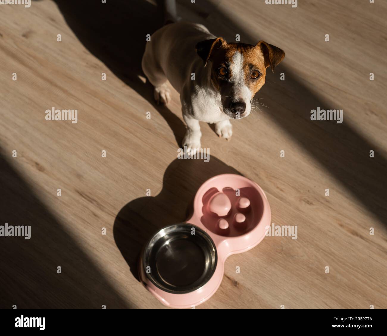 Eine Doppelschüssel für langsames Füttern und eine Schüssel Wasser für den Hund. Draufsicht eines Jack russell Terrier Hundes neben einem rosa Teller mit Trockenfutter auf einem Holz Stockfoto