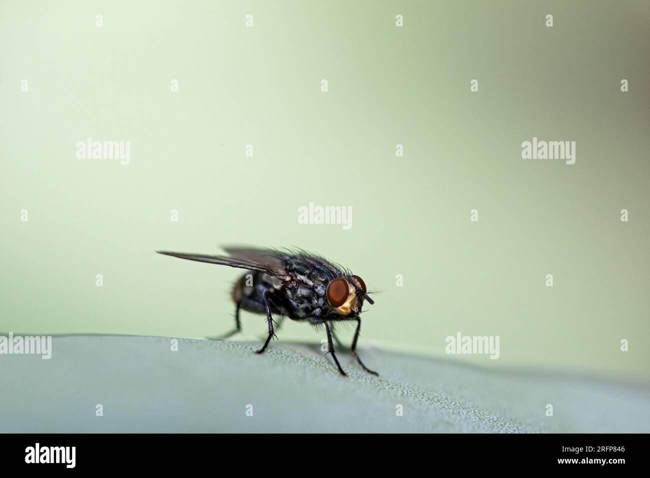 Fliege auf Agave Stockfoto