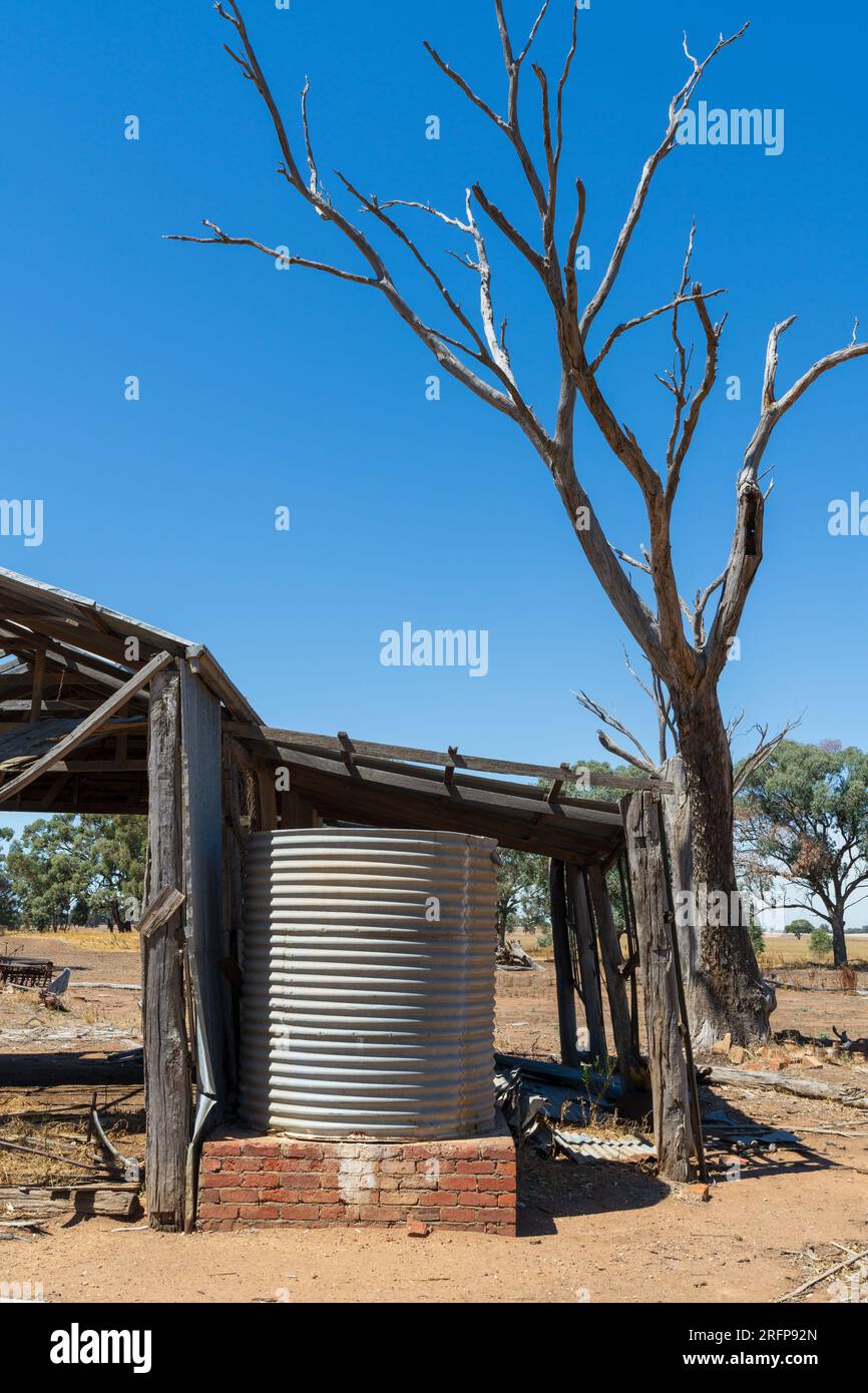 Ruinen eines alten Bauernhofschuppen mit einem Wellpanzer neben einem hohen toten Baum im Campbells Forest in Central Victoria, Australien Stockfoto