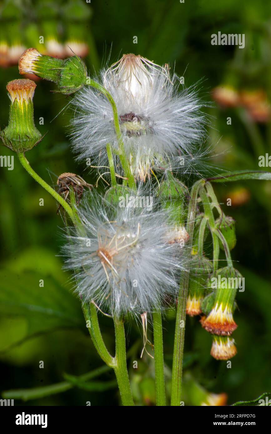 Löwenzahn, Taraxacum officinale (?), Samenköpfe und alte Blumenköpfe, Kraut, Wild, Malanda, Australien. Stockfoto