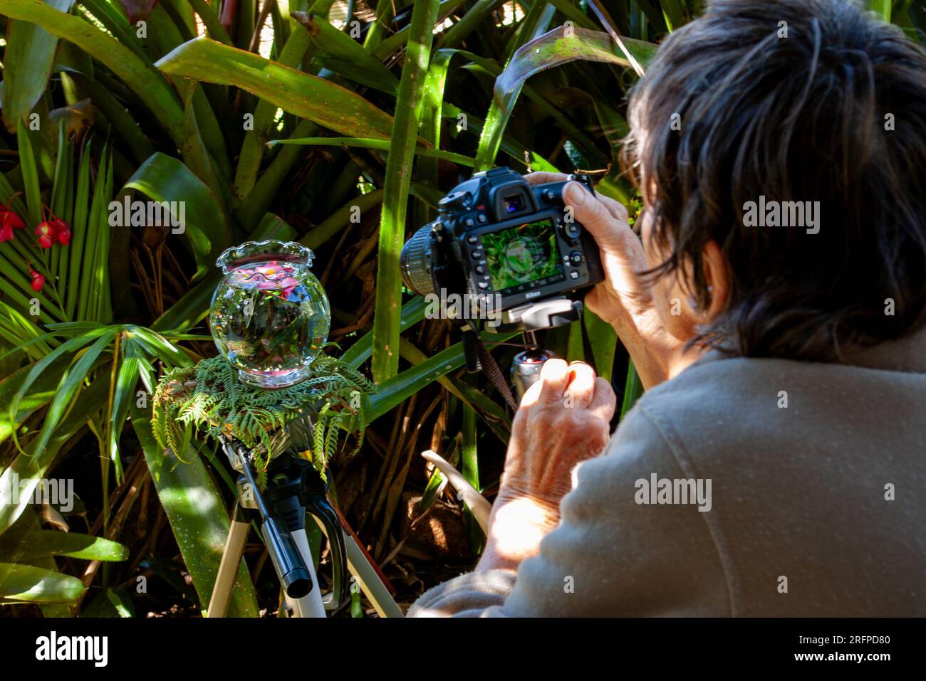 Fotograf im Garten, fotografiert Glasvase mit Blumenblättern, Malanda, Australien. Stockfoto