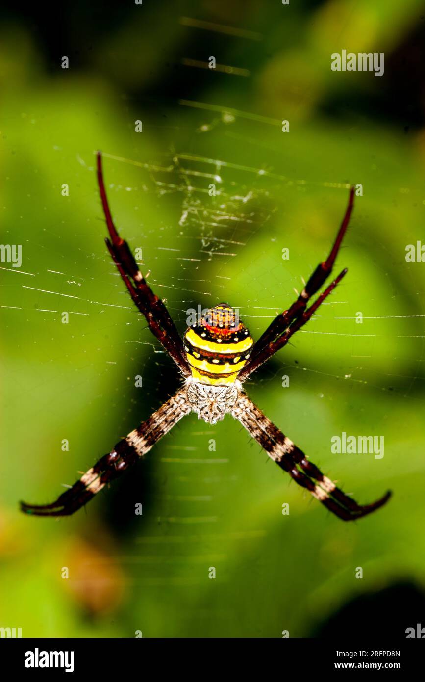 Saint Andrew’s Cross Spider, Argiope keyserlingi oder Northern Saint Andrew’s Cross Spider Argiope aetherea, Malanda, Australien. Stockfoto