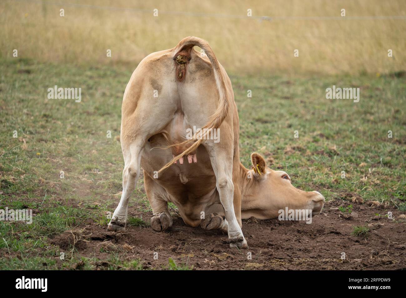 Braune Kuh rollt auf dem Schlamm und reinigt sich selbst. Stockfoto