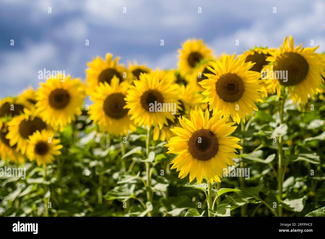 Blüten gewöhnlicher Sonnenblumen (Helianthus annuus) auf einem ganzen Sonnenblumenfeld. Stockfoto
